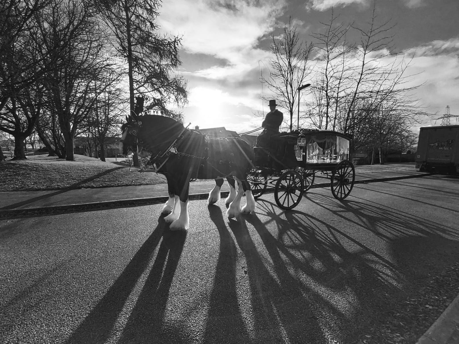 Shire horses in funeral harness